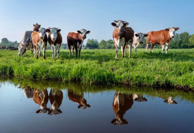 Agricultural runoff linked to nitrate contamination in groundwater and drinking water sources