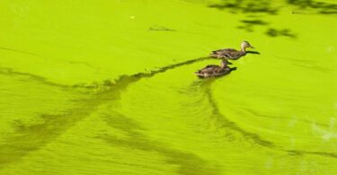 Using BloomIQ means being able to actively predict alglal blooms.