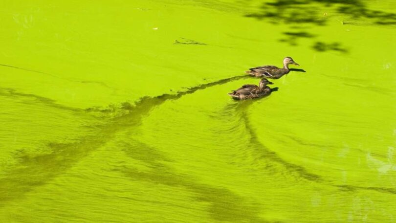 algal bloom prediction