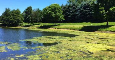 Algal bloom forming on a freshwater lake, illustrating the need for predictive water quality monitoring.