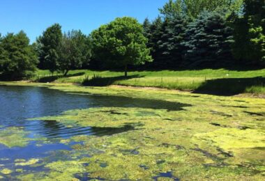 Algal bloom forming on a freshwater lake, illustrating the need for predictive water quality monitoring.