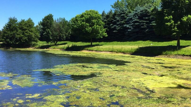 Algal bloom forming on a freshwater lake, illustrating the need for predictive water quality monitoring.