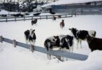 Cows in snowy Hokkaido where a Landia GasMix system supports a farm-based biogas plant