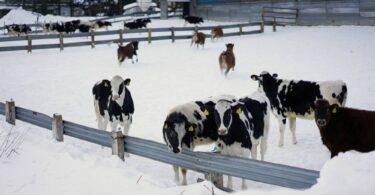 Cows in snowy Hokkaido where a Landia GasMix system supports a farm-based biogas plant