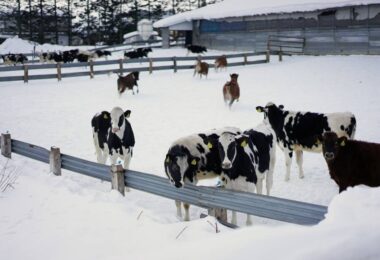 Cows in snowy Hokkaido where a Landia GasMix system supports a farm-based biogas plant