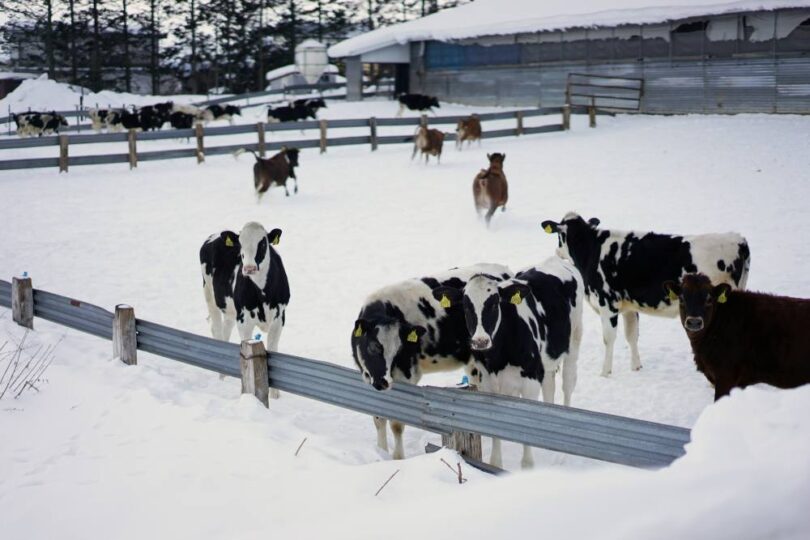 Cows in snowy Hokkaido where a Landia GasMix system supports a farm-based biogas plant