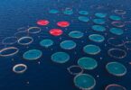 Aerial view of salmon aquaculture pens in open water