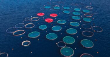 Aerial view of salmon aquaculture pens in open water