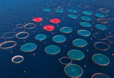 Aerial view of salmon aquaculture pens in open water