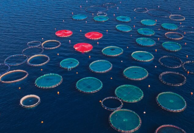 Aerial view of salmon aquaculture pens in open water