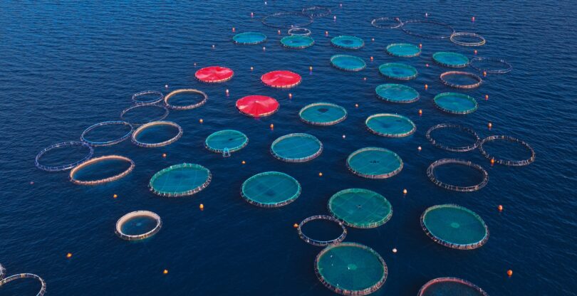 Aerial view of salmon aquaculture pens in open water
