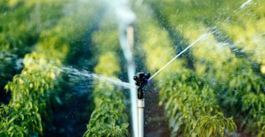 Sprinkler on a metal standpipe spraying water across rows of green pepper plants in a sunlit field