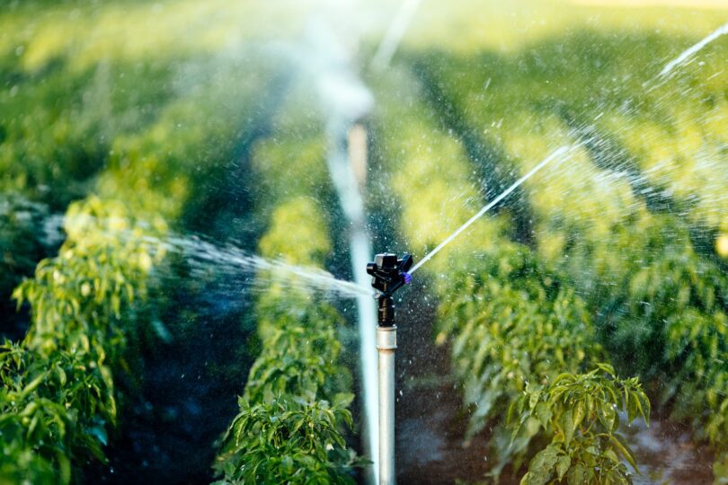 Sprinkler on a metal standpipe spraying water across rows of green pepper plants in a sunlit field
