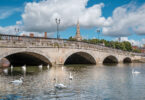 Mute swans on the River Great Ouse by the town bridge in Bedford, with St Paul's Church spire behind them.