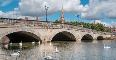 Mute swans on the River Great Ouse by the town bridge in Bedford, with St Paul's Church spire behind them.