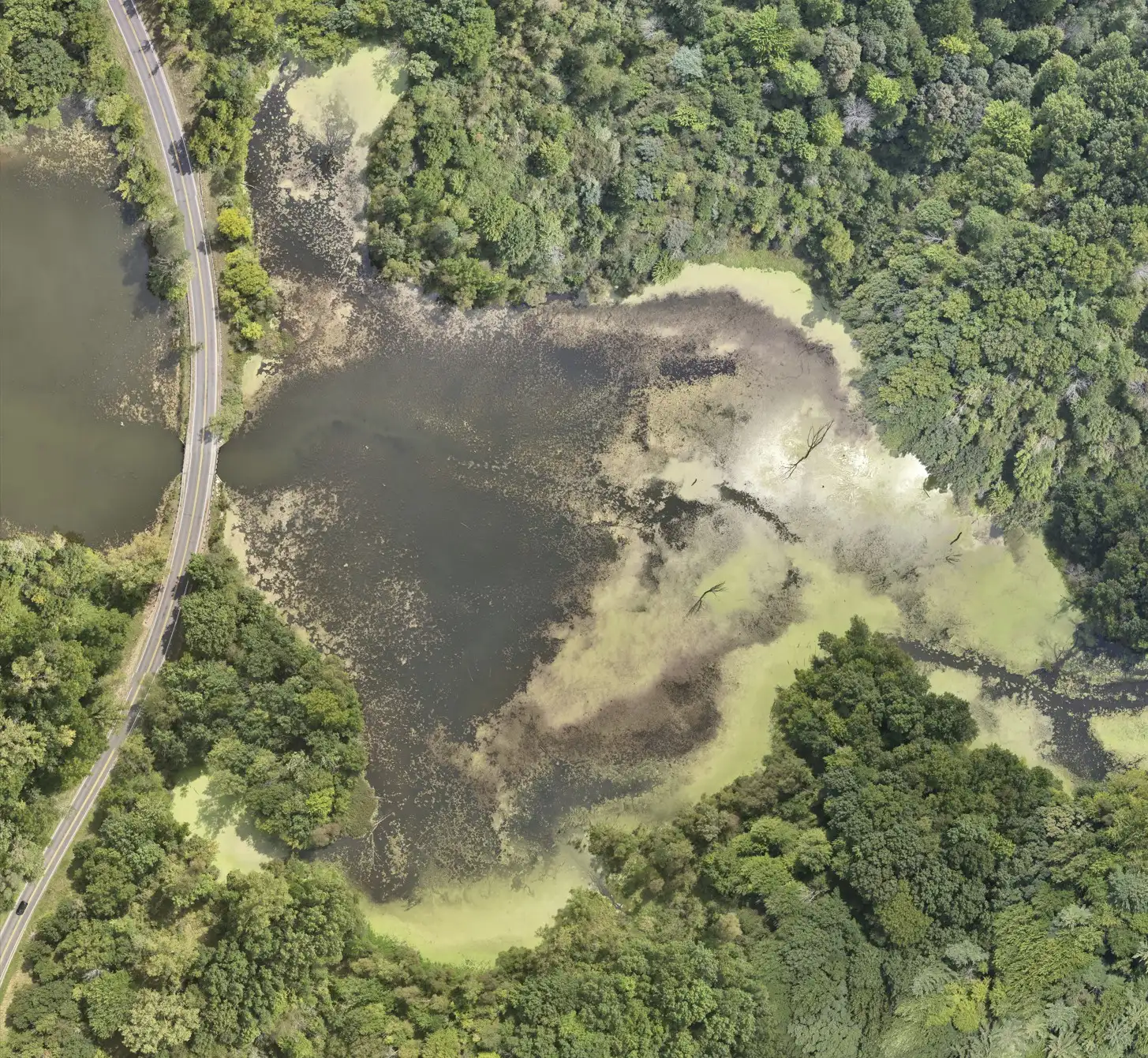 Aerial view of a pond with dark water and green algae patches, bordered by dense forest and a curving road on the left