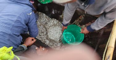 People on a boat sort a large pile of small silvery fish, with a green bucket and netting nearby