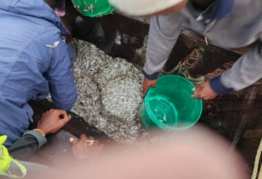 People on a boat sort a large pile of small silvery fish, with a green bucket and netting nearby