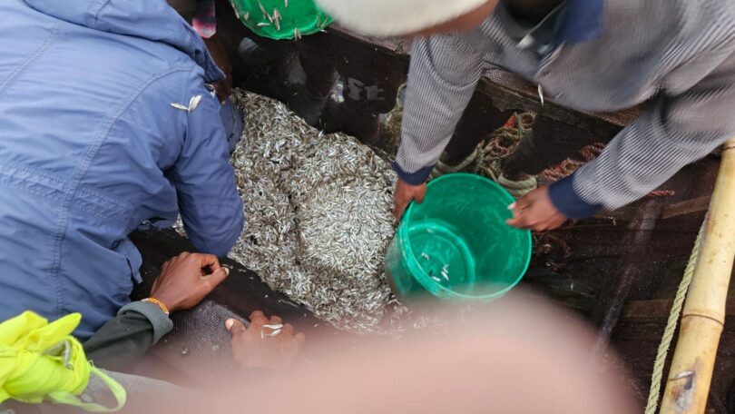 People on a boat sort a large pile of small silvery fish, with a green bucket and netting nearby