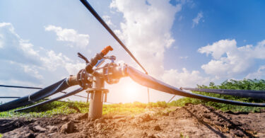 Drip irrigation system with tubing and emitters delivering water to plants.