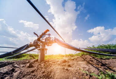 Drip irrigation system with tubing and emitters delivering water to plants.