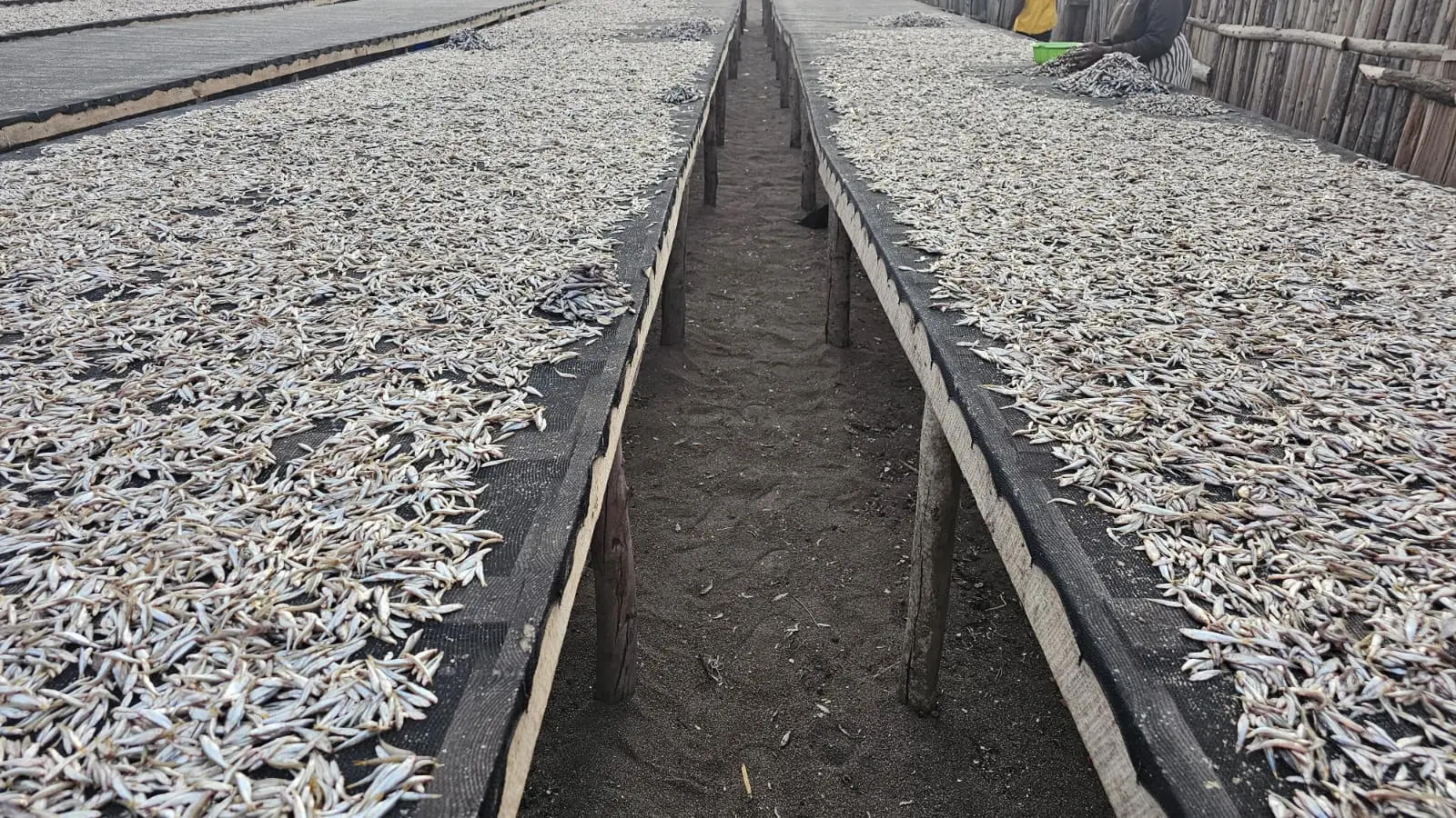 Rows of small silvery fish drying on raised mesh-covered wooden racks above sandy ground, with a person working at far right