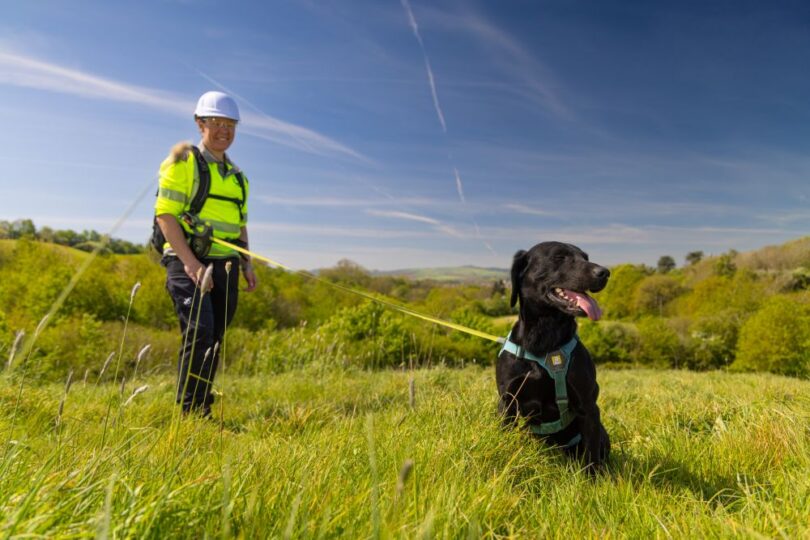 Black specialist leak detection dog wearing a harness with its handler in high-visibility clothing in the Devon and Cornwall countryside